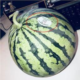 林州网红吃瓜,揭秘背后真相与网络舆论风暴